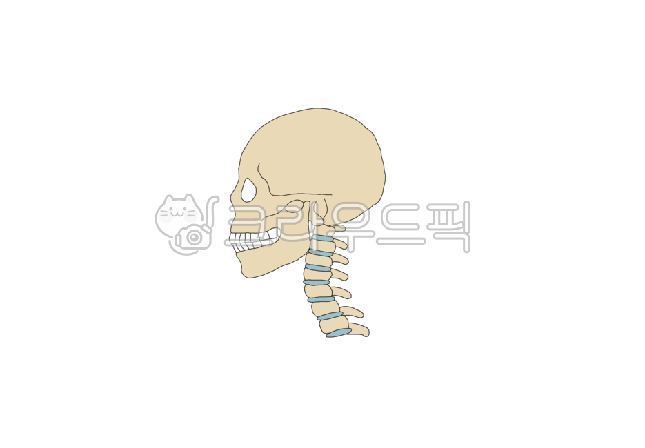 Cervical spine,Pilates,anatomy,body correction,cervical disc