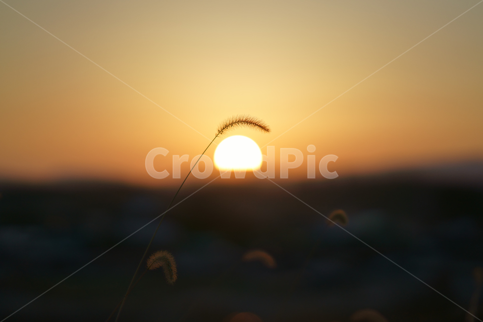 일출,해,따듯함,빛,노을,식물,자연,plants,nature,감성,sensible,feeling