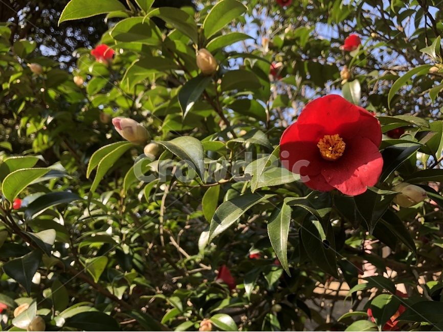 동백,꽃,동백꽃,제주,빨강,3월,봄,자연,풍경,풀,나무,자연풍경,봄,계절,spring,season,식물,자연,plants,nature,꽃,flower,plant,fruit,과일,food,음식,blossom,rose,장미