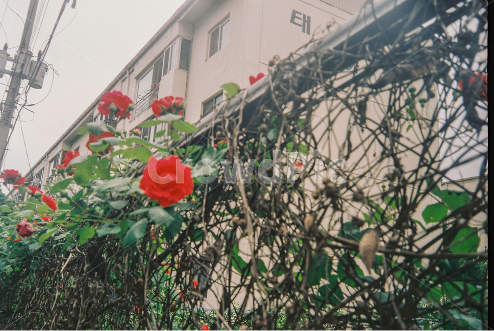 장미,꽃,flower,rose,빌라,식물,자연,plants,nature,꽃,flower