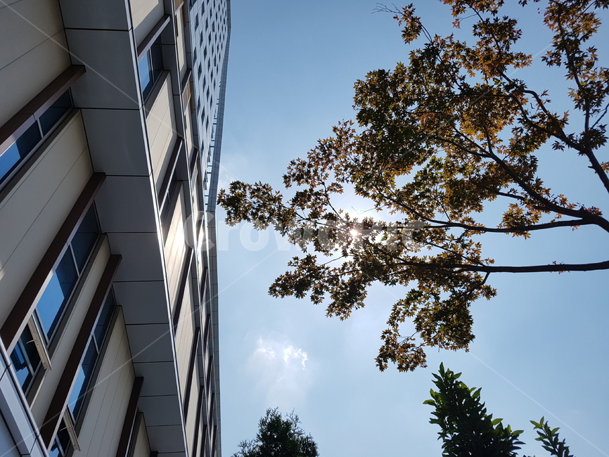 plant,officebuilding,햇빛,화창,맑은하늘