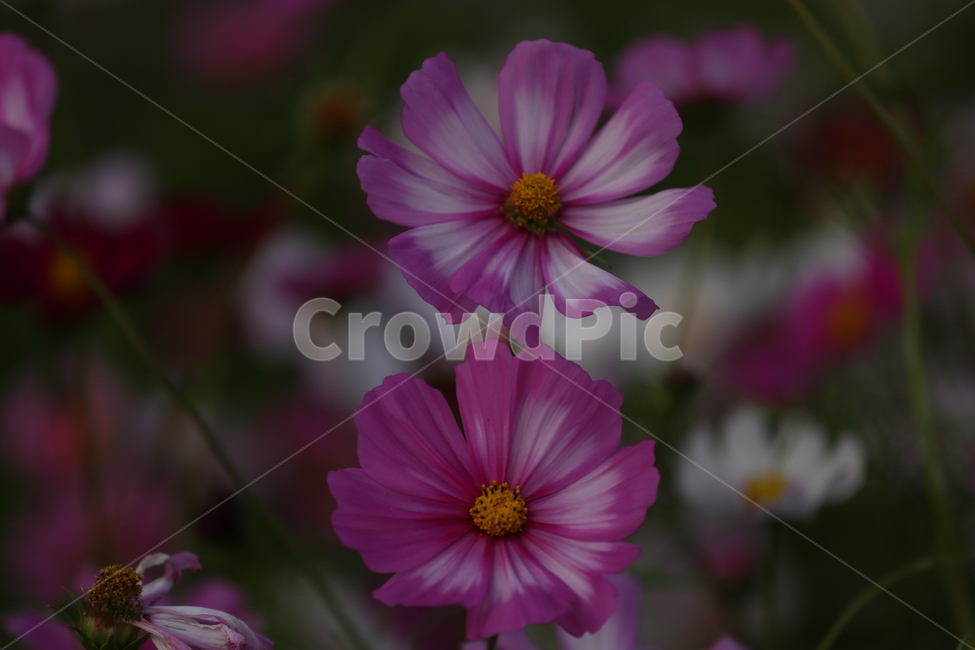 plant,식물,flower,꽃잎,코스모스,식물,자연,plants,nature,꽃,flower