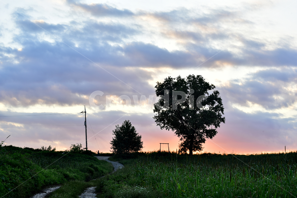 나무,일몰,큰나무,언덕,푸른초원,초원,전봇대,밭,하늘,해질녁,senset,tree,tall,talltree,field,sky,자연,풍경,nature,landscape,outdoors,옥외