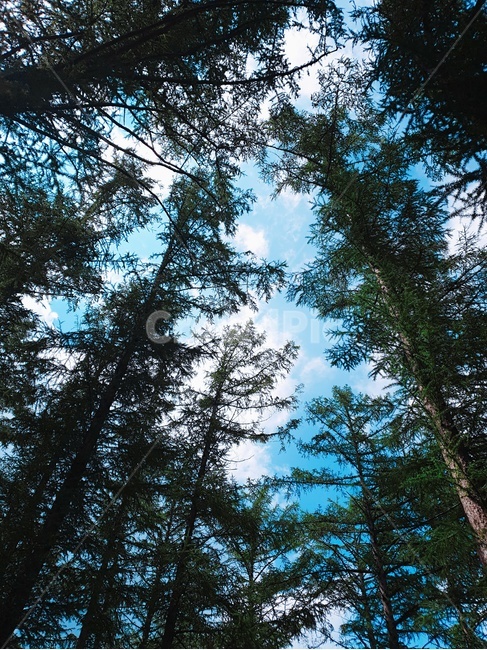 tree,나무,plant,식물,abies,아비,fir,전나무,자연,풍경,nature,landscape