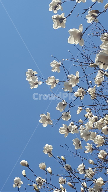 목련,목련꽃,목련나무,목화,신이화,magnolia