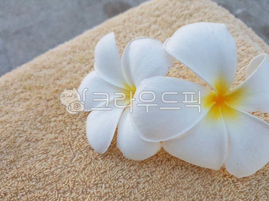 flower,꽃,꽃잎,베트남,깔라쭈찌,동남아
