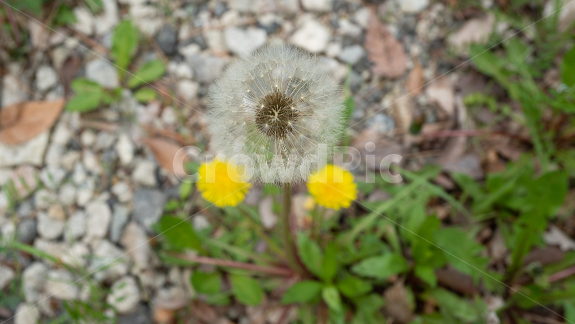 민들레꽃,민들레,봄꽃,dandelion,민들레홀씨