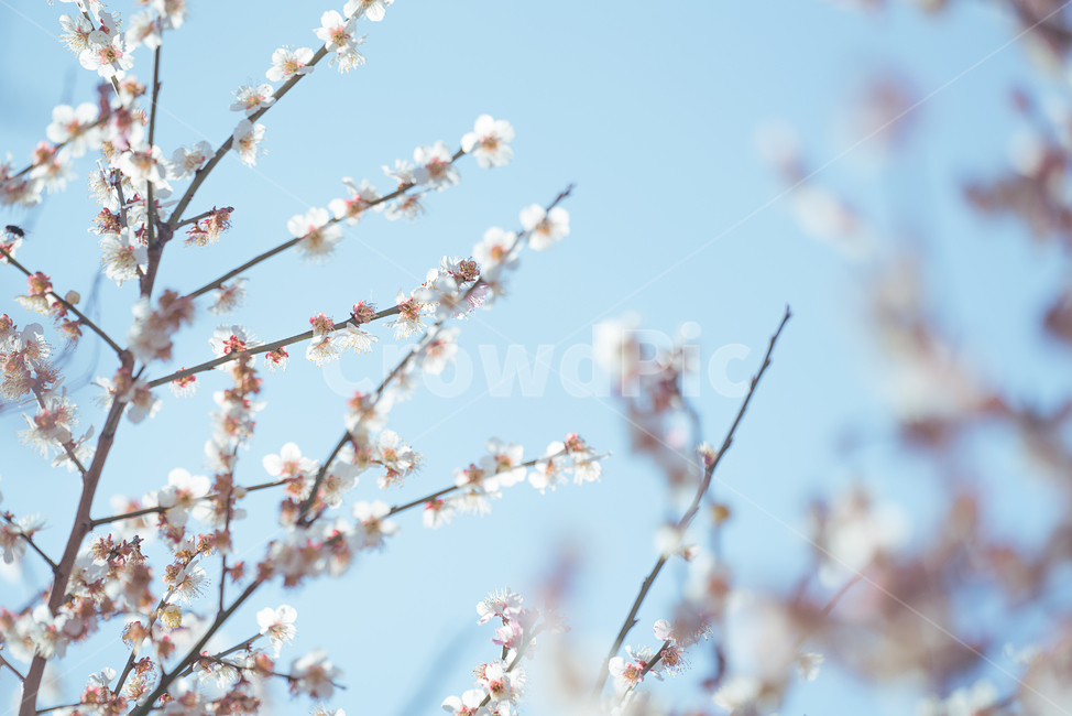 봄꽃,꽃,플라워,flower,자연,생명,생물,계절,plant,식물,blossom