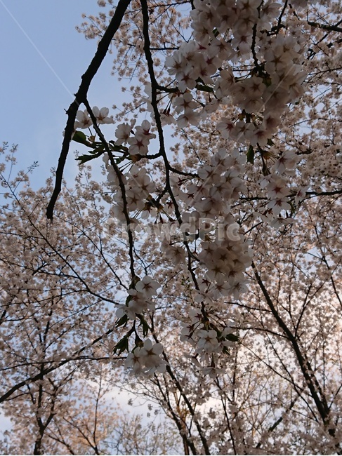 봄,벚꽃,꽃구경,분홍,봄꽃,하늘,나무