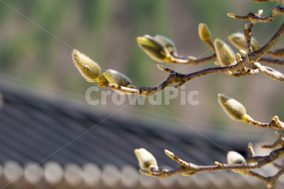 목련,꽃봉우리,봄,나무,풍경,근접촬영,청도,운문사,봄,계절,spring,season,식물,자연,plants,nature,flower,꽃,sprout,새싹,bud,싹,blossom,plant