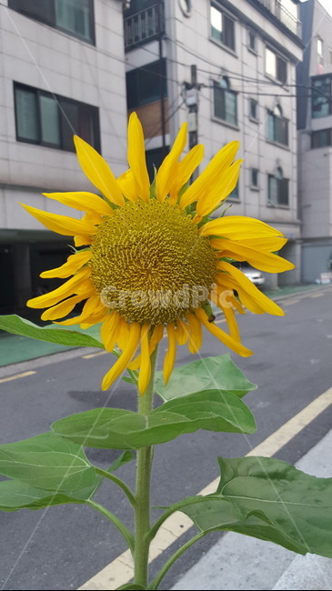 꽃,해바라기,노랑,자연,식물,식물,자연,plants,nature,꽃,flower