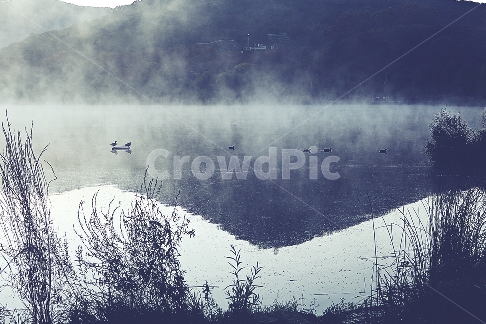 호수,인천대공원,물안개,새벽,아침,풍경,자연,식물,물,자연,풍경,nature,landscape,한국자연풍경,한국자연경관,korea nature landscape