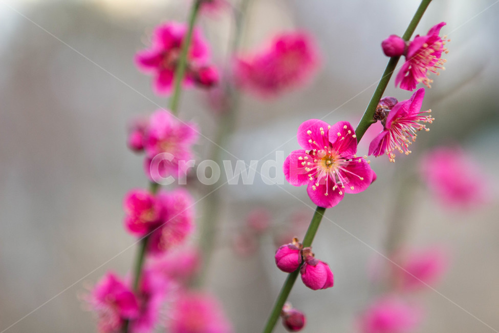 매화,매화꽃,매화나무,봄꽃,꽃,봄날,봄,계절,spring,season,식물,자연,plants,nature,꽃,flower,geranium,제라늄,blossom,plant