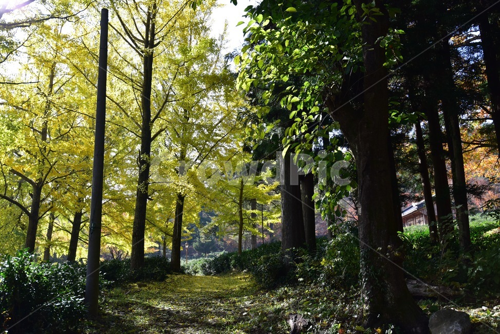 은행나무,풍경,풍경사진,가을,단풍,가을단풍,산,식물,노란색,은행,plant,나무,나무줄기,자연,풍경,nature,landscape,나무,trees,wood,tree,tree trunk,나무 줄기