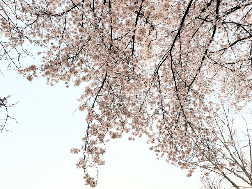 봄,봄꽃,벚꽃,꽃,자연,nature,flower