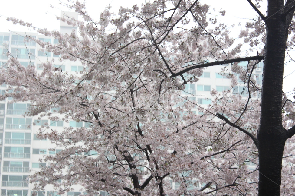 꽃,벚꽃,겹벚꽃,꽃나무,봄,봄비,sprng,계절,비,rain,rainy,빗방울,흐림,flower