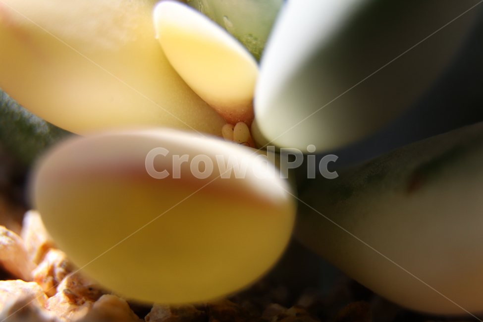 leaf,잎,방울복랑금,식물,plant