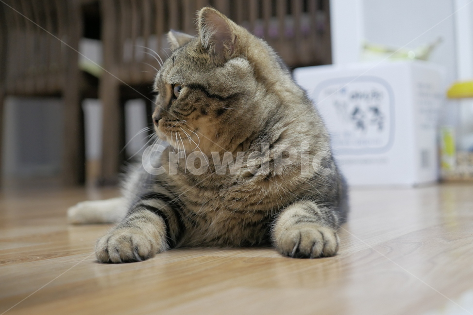 고양이,cat,동물,반려동물,애완동물,동물,animal,포유류,mammal,고양이,cat,kitten,kitty