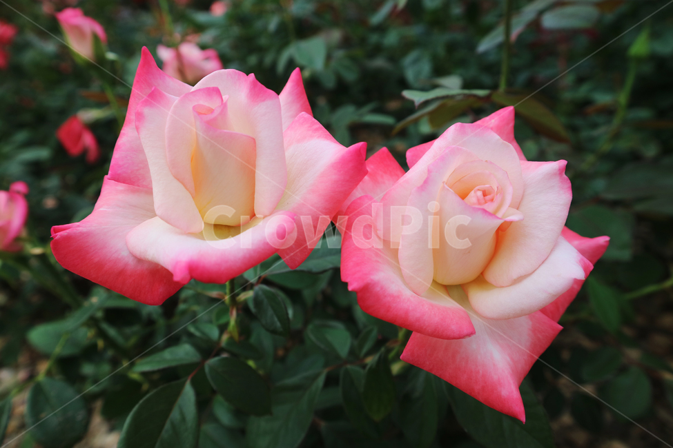 blossom,flower,꽃,rose,장미,plant,식물,식물,자연,plants,nature,꽃,flower