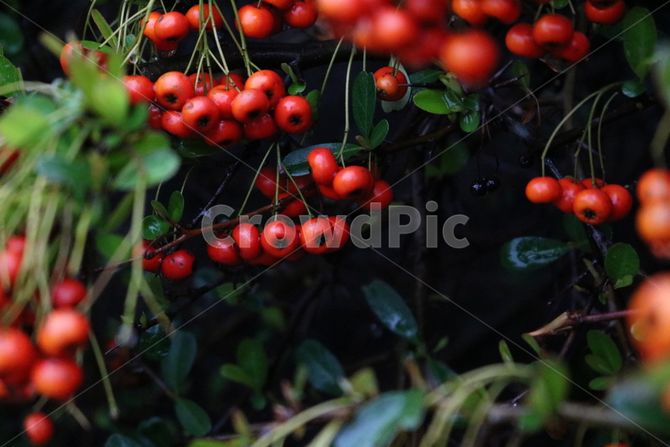 plant,식물,nature,fruit,berry,자연,과일