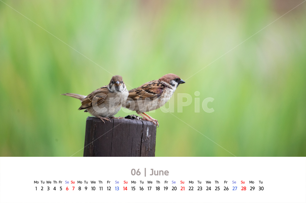 달력,2020년도,2020,날짜,요일,공휴일,월,화,수,목,금,토,일,1주간,일주일,주일,카렌다,6월,동물,배경,나무,말뚝,기둥,나무기둥,쉬고있는,앉아있는,날개,부리,머리,깃털