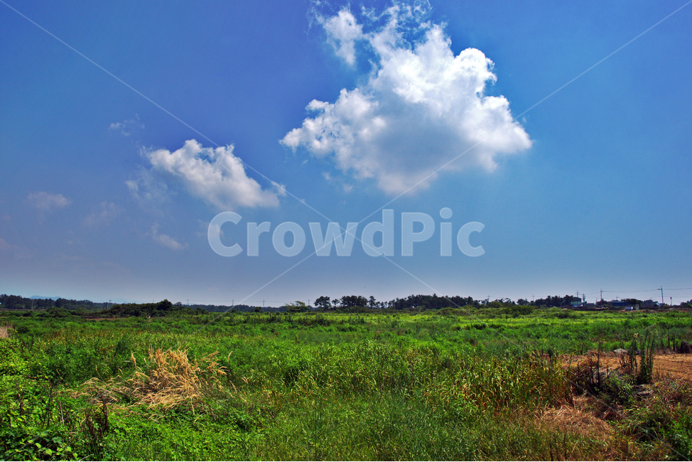 초원,신록,계절,구름,밭,농사,농작물,자연,풍경,nature,landscape,한국자연풍경,한국자연경관,korea nature landscape,제주도,jeju,jeju island