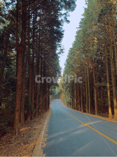 road,도로,tree,나무,plant,식물,아스팔트,asphalt