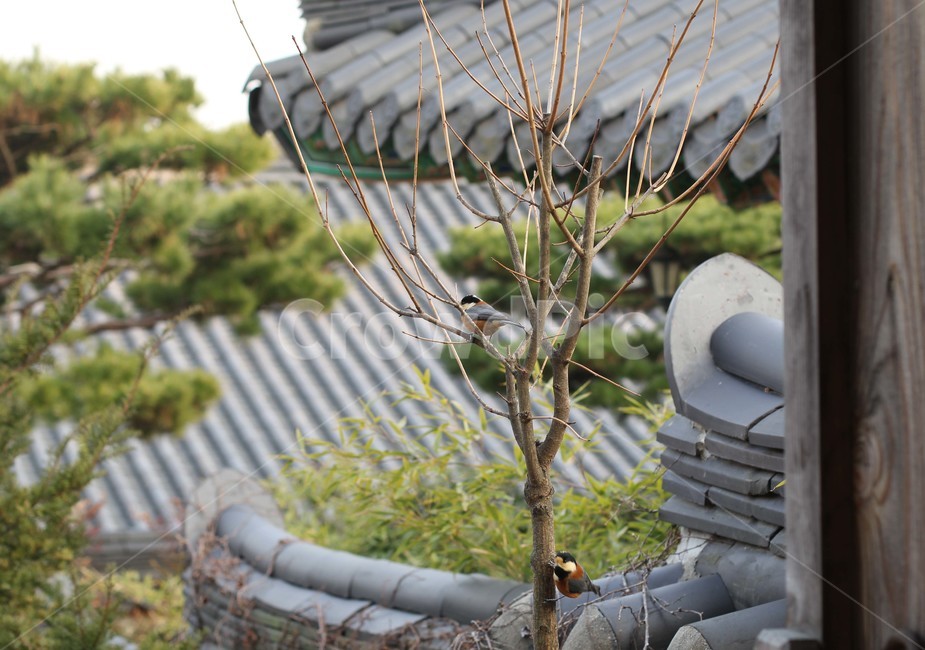 사찰,새,기와지붕,korea,temple,풍경,한국풍경,scenery,koreascenery,bird,기와,한국사찰,절,불교,사찰풍경