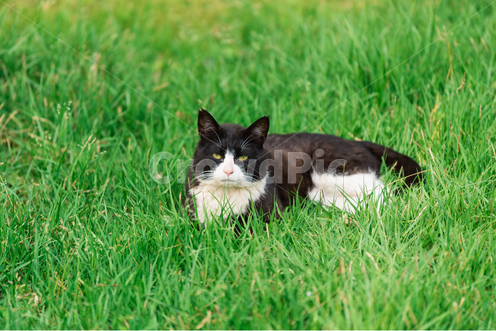 고양이,캣,냥냥이,길고양이,삼색이,치즈냥,냥,cat,동물,동물,animal,포유류,mammal,고양이,cat,kitten,kitty