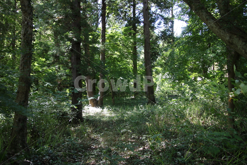 식물,자연,숲,나무,삼림지,작은숲,nature,초목,나무,trees,wood