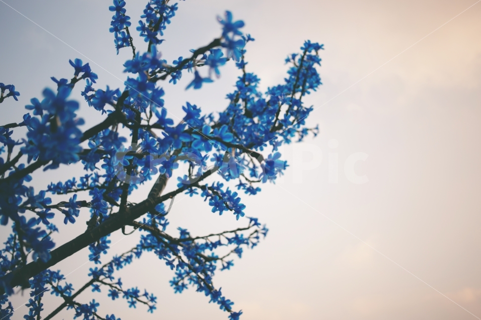 겨울,파란꽃,겨울느낌,겨울하늘,필름사진,조화,식물,자연,plants,nature,꽃,flower,감성,sensible,feeling,색깔,색상,색채,색감,color sense,color sensitivity,feeling of color