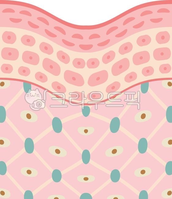 beauty,skincare,skin,medicla,Increased sebum amount,cell,elastin,ceramides,dermis,ceramide,corneous,epidermis,group,olderskin,broken skin,Medical treatment,collagen,health,Skin tissue,skinlayer,sebum,Anatomy,fallen,skin layer,Collagen,Hyaluronic acid,care