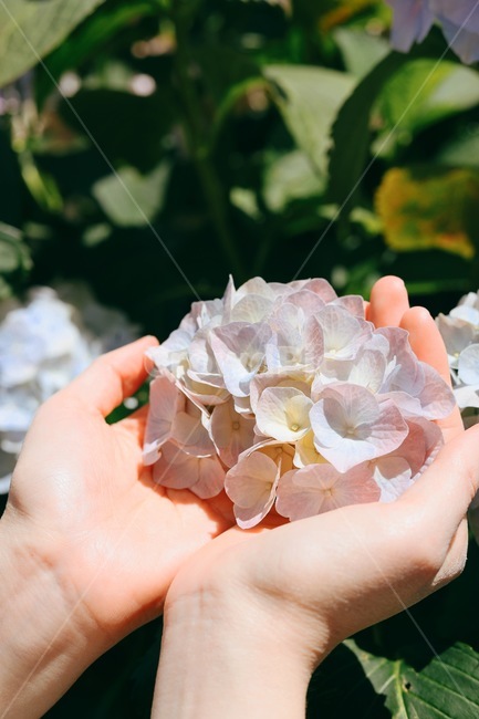 blossom,꽃,flower,수국,기억,추억,식물,자연,plants,nature,꽃,flower