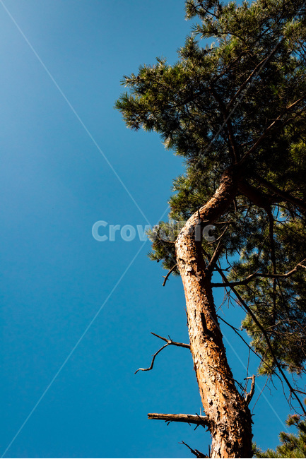 나무,소나무,자연,식물,pine,tree,하늘,식물,자연,plants,nature,나무,trees,wood