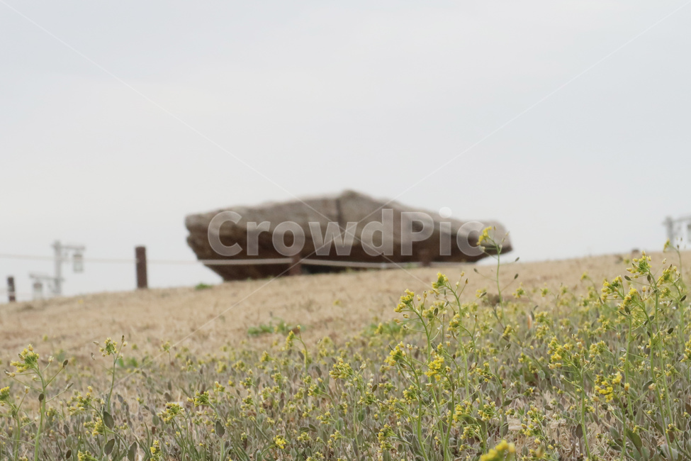 고인돌,강화도,꽃잔디,꽃,봄,spring,stone,강화,강화역사박물관,잔디,풍경,자연,풍경,nature,landscape,outdoors,옥외,building,건물