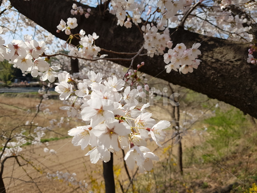 꽃,봄,자연,조화,벚꽃,flower