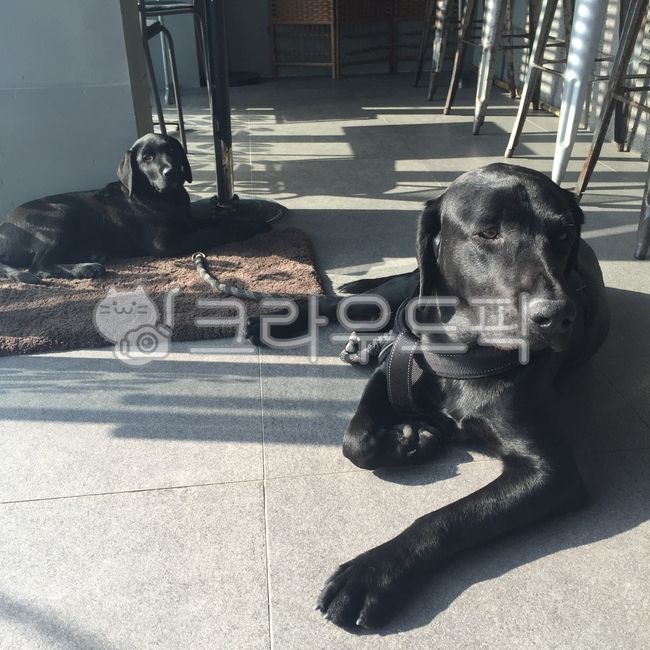 래브라도리트리버,labradorretriever,dog,개,pet,애완동물,mammal,animal,동물,puppy