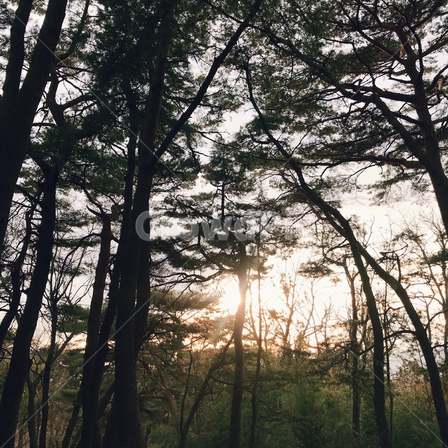 숲,자연,나무,피톤치드,산