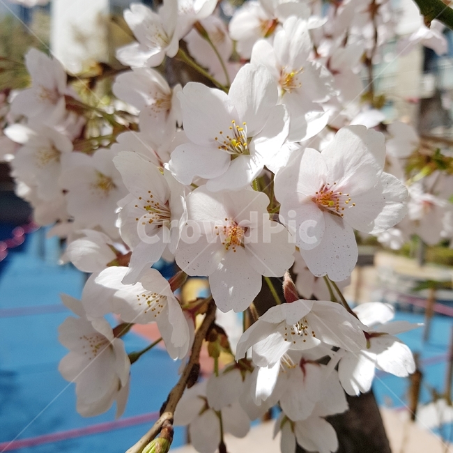 벚꽃,꽃,식물,flower,plant,봄꽃,봄,계절,spring,season,식물,자연,plants,nature,꽃,flower