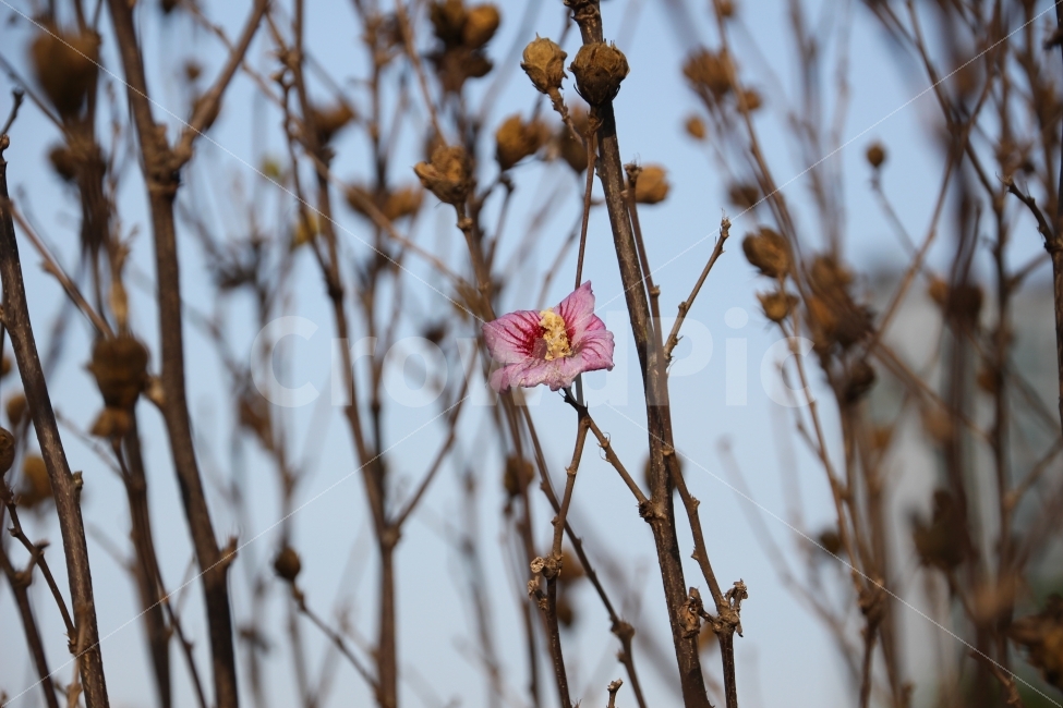 꽃,마름,마지막,생명,무궁화,식물,자연,plants,nature,꽃,flower