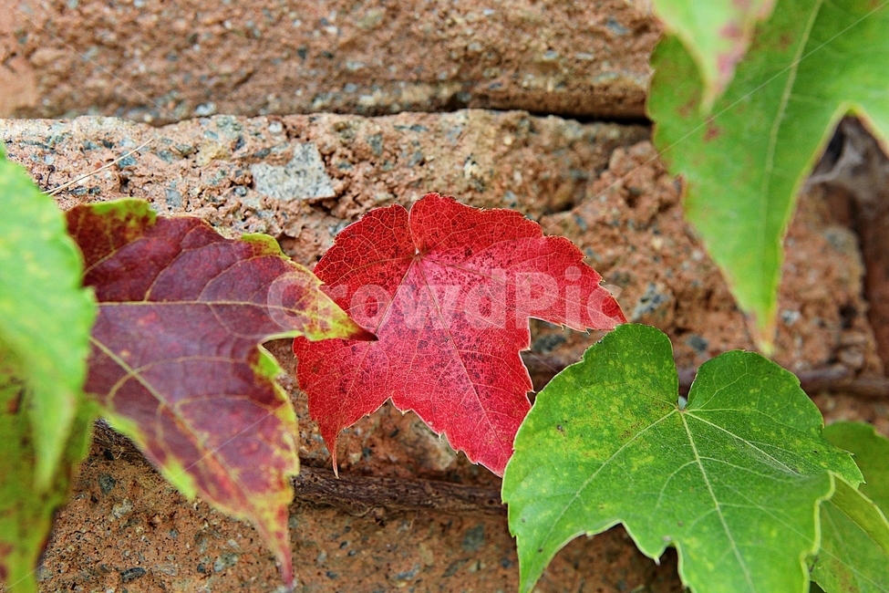 단풍,붉은색,색감,색깔,식물,자연,넝쿨식물,잎,가을,계절,fall,autumn,season,식물,자연,plants,nature,leaf,plant,tree,나무
