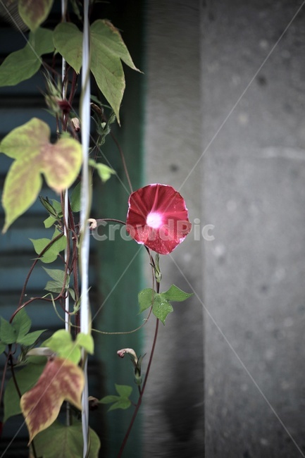 나팔꽃,붉은나팔꽃,morningglory,flower,redflower,식물,자연,plants,nature,꽃,flower