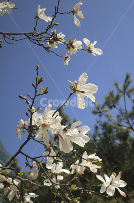 plant,식물,flower,blossom,꽃,white,흰꽃,하얀,whiteflower,하얀꽃,흰,봄,spring,봄꽃,식물,자연,plants,nature,꽃,flower
