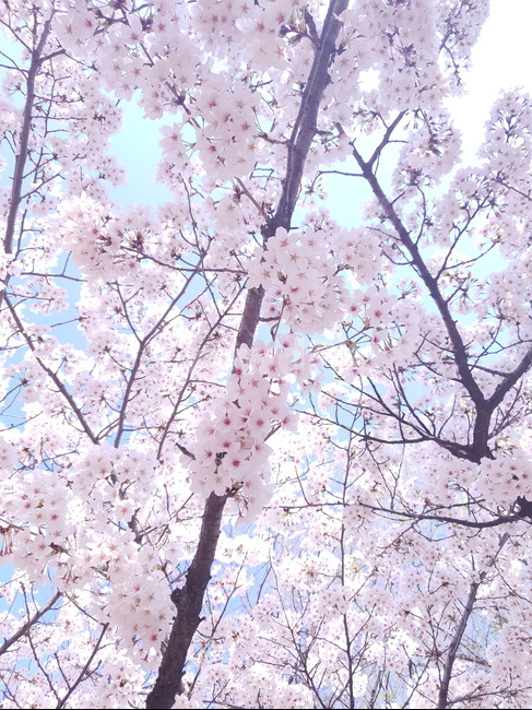 plant,식물,blossom,꽃,flower,벚꽃,나무,풍경,봄,landscape,나무가지,꽃잎,spring,수성못,대구,cherryblossom,계절,season,자연,nature,plants