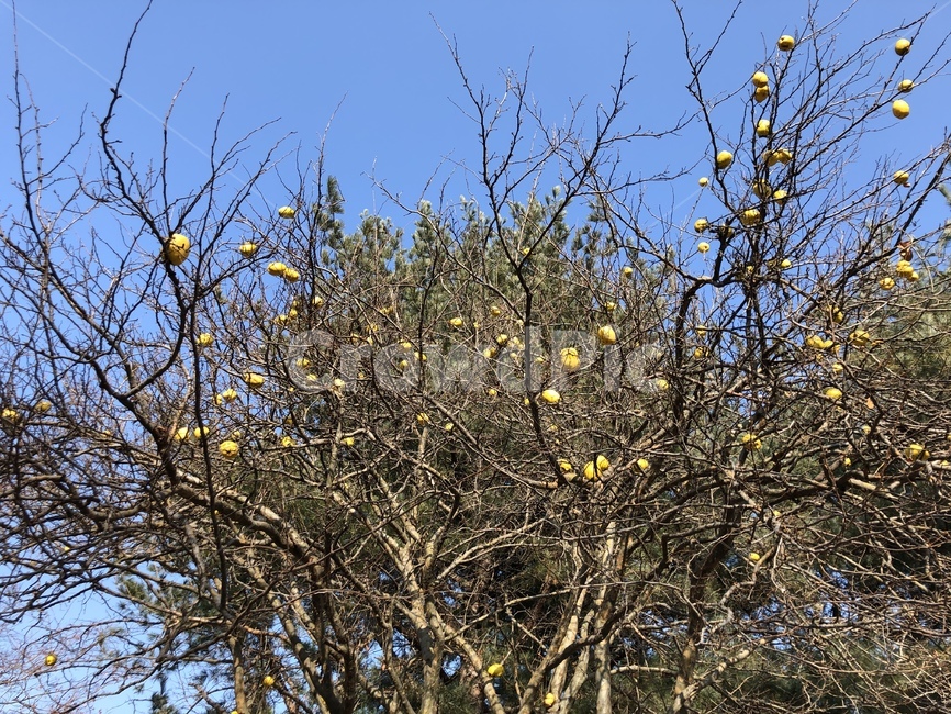 tree,나무,plant,식물,모과