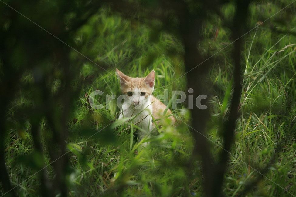 동물,고양이,길고양이,자연,냐옹이,동물,animal,포유류,mammal,고양이,cat,kitten,kitty