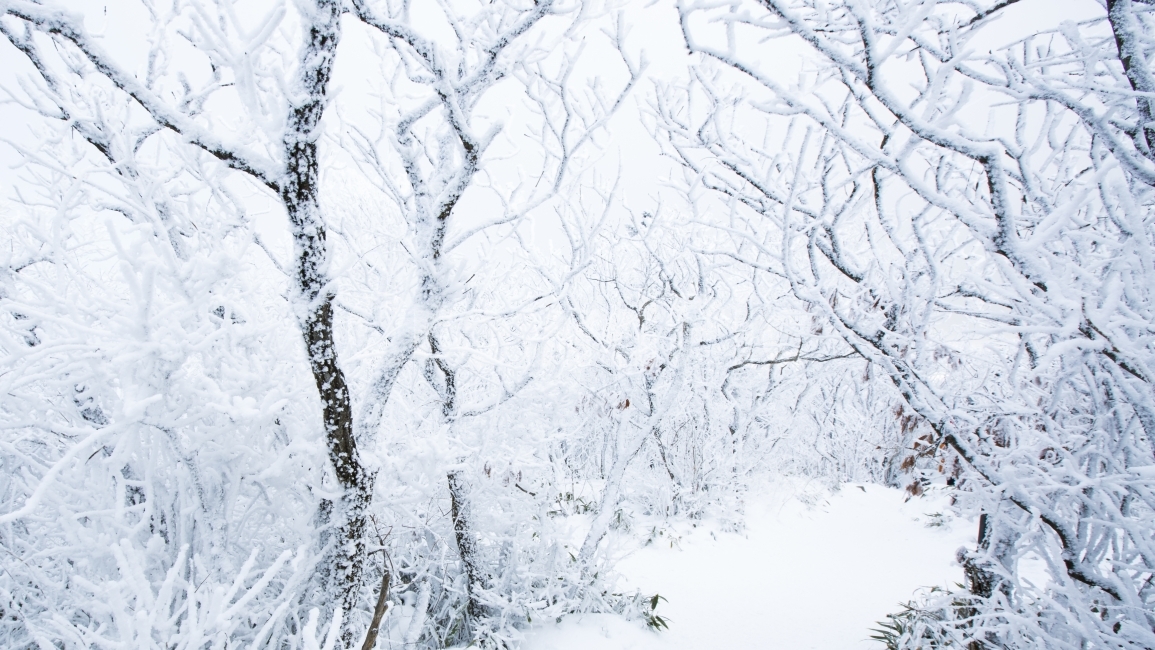 겨울,흰눈,한파,상고대,산,겨울,계절,winter,season,자연,풍경,nature,landscape,식물,plants,나무,trees,wood,outdoors,옥외,snow,눈,storm,폭풍,blizzard,눈보라