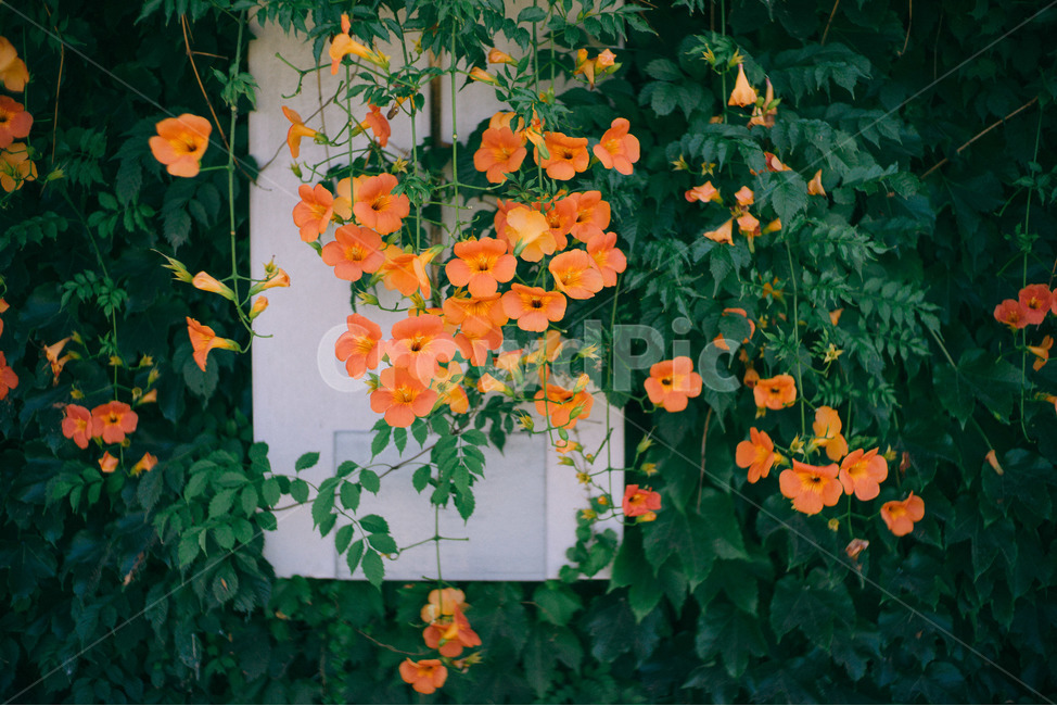 여름꽃,능소화,주황색,식물,꽃,식물,자연,plants,nature,꽃,flower,감성,sensible,feeling