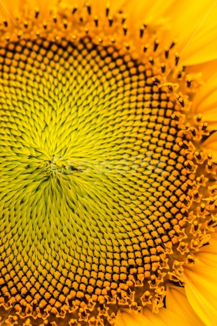 여름,꽃,해바라기,식물,따뜻함,sunflower,노란색,접사,해바라기씨,flower,yellow,화사함,식물,자연,plants,nature,꽃,flower