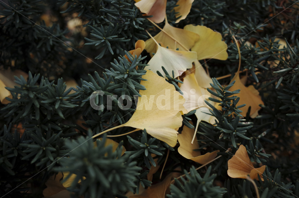 leaf,잎,은행잎,yellow,낙엽,가을,가을,계절,fall,autumn,season
